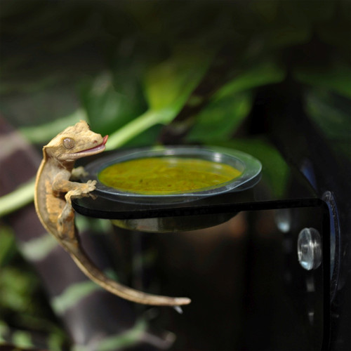 Crested Gecko eating Gecko diet